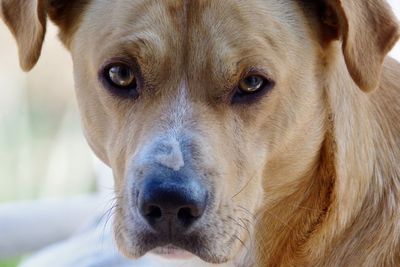 Close-up portrait of dog