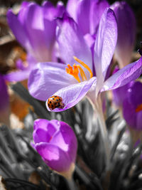 Close-up of insect on flower