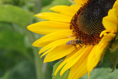 High angle view of bee pollinating on sunflower