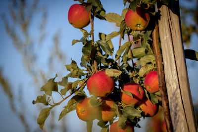 Close-up of apples on tree