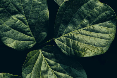 Macro shot of green leaves