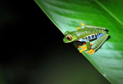 Close-up of insect on plant