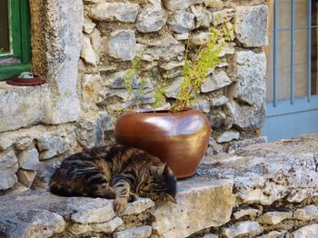 Close-up of cat on stone wall