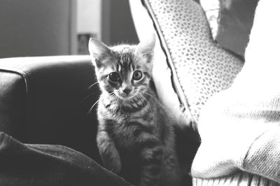 Low section of man sitting on sofa at home