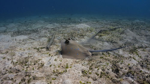 High angle view of fishes swimming in sea