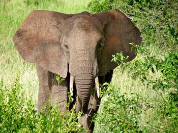 Elephant walking in tanzania