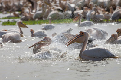 Pelicans in river