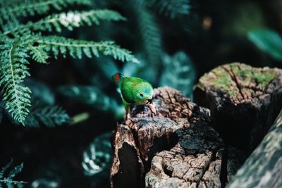 Close-up of green bird perching on rock