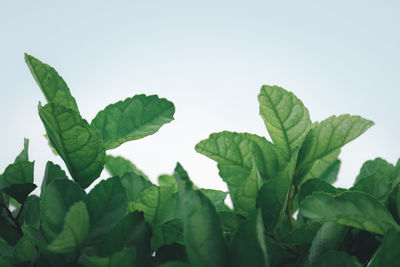 Close-up of fresh green leaves against sky