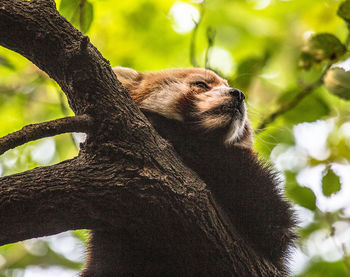 Low angle view of an animal sitting on tree