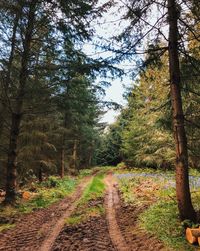 Dirt road amidst trees in forest