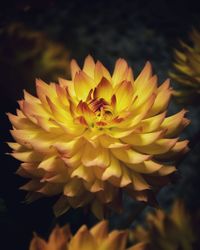 Close-up of insect on flower