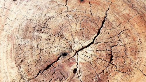 Full frame shot of tree stump