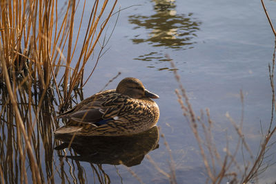 Bird flying over lake