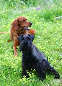 Portrait of a dog on field