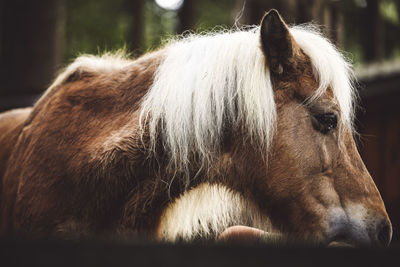 Close-up of horse