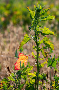 Close-up of flowering plant