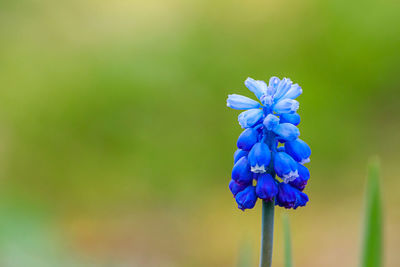 First spring muscari close-up. blue flowers in the garden. natural background, place for text.