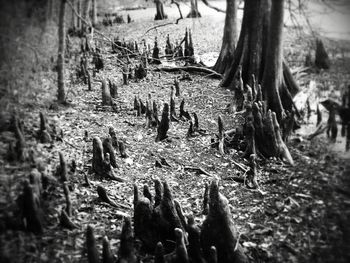 Trees on field in forest