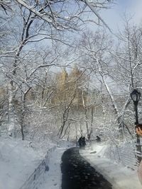 Bare trees in water