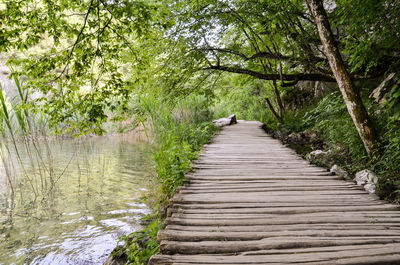 Footpath amidst trees in forest