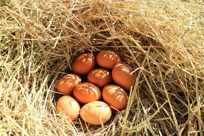 High angle view of eggs in grass