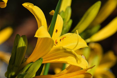 Close-up of yellow flower