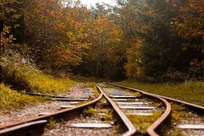 Railroad tracks amidst trees in forest during autumn