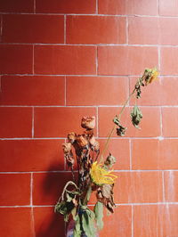 Close-up of plant against brick wall