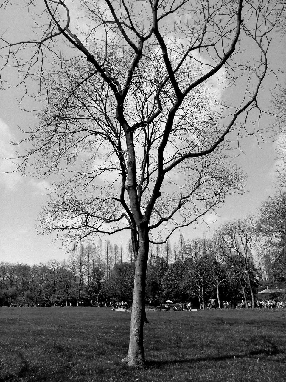 tree, bare tree, branch, tranquility, field, tranquil scene, landscape, grass, nature, sky, scenics, beauty in nature, tree trunk, growth, park - man made space, clear sky, outdoors, day, park, non-urban scene