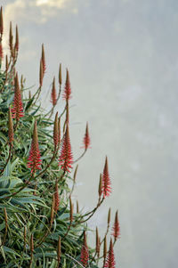 Close-up of pine tree by lake against sky