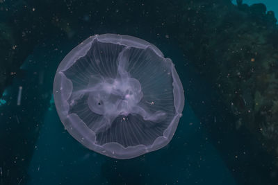 Jellyfish swimming in sea