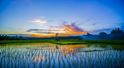 Scenic view of agricultural field against sky during sunset