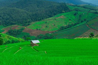 Scenic view of agricultural field