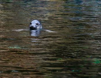 Duck swimming in water