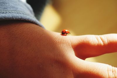 Close-up of ladybug on hand