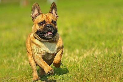 Portrait of dog on grassy field