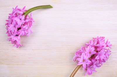 High angle view of pink flower on table