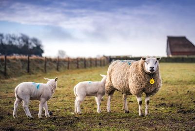 Sheep standing in a field