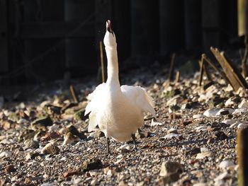 View of bird