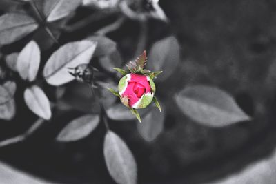 Close-up of pink rose flower