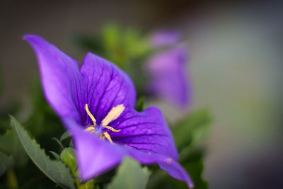 Close-up of purple flowering plant