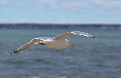 Seagull flying over sea