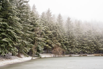 Pine trees in forest during winter