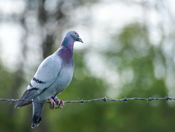 Close-up of bird perching on fence