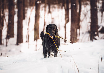 Dog on snow covered land