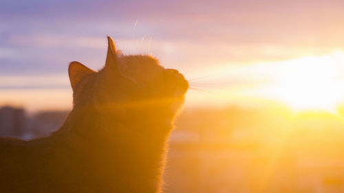 Close-up of cat against orange sky