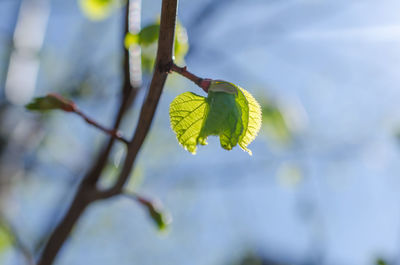 Close-up of green leaf on plant