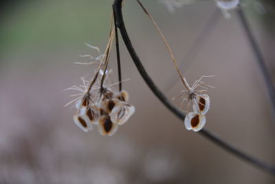 Close-up of wilted plant