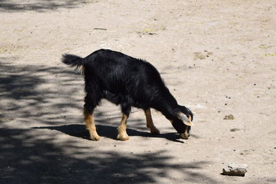 Black dog on sand